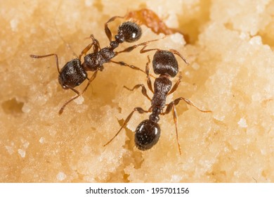 Pavement Ant, Tetramorium Species-e, Worker