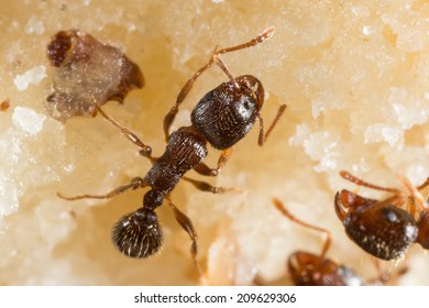 Pavement Ant, Tetramorium Species-e, Worker