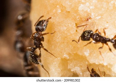 Pavement Ant, Tetramorium Species-e, Worker