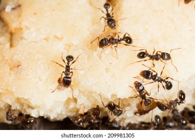 Pavement Ant, Tetramorium Species-e, Worker