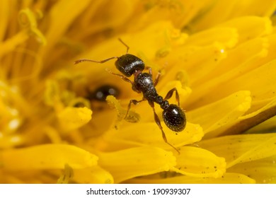 Pavement Ants (Tetramorium Species-e) In Dandelion