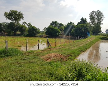 Paveroad, ridge or small path into Asian rice farm in raining season, fresh and green environment. Ready for planting rice in meadows 