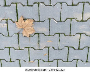 Paving stones with plane leaves on them. Autumn background. The natural place to write text on the theme of loneliness and death. - Powered by Shutterstock