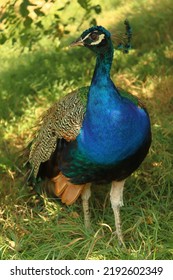 Pavo Cristatus, Close-up Of The Royal Bird In The Park, The Peacock