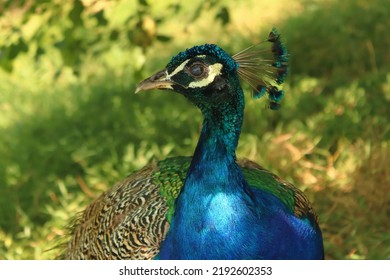 Pavo Cristatus, Close-up Of The Royal Bird In The Park, The Peacock