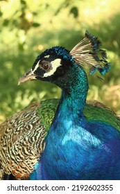 Pavo Cristatus, Close-up Of The Royal Bird In The Park, The Peacock