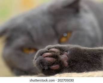 Paw Cat Closeup.