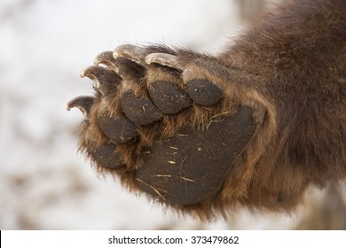 Paw With Claws Brown Bear