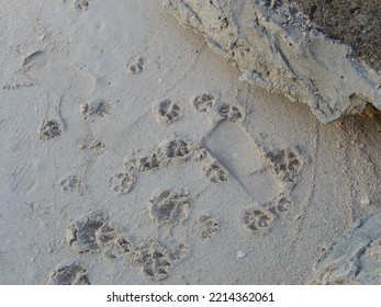 Paw Dog Cat Puppy Prints By The Beach And Sand Of Philippines South East Asia World Tropics