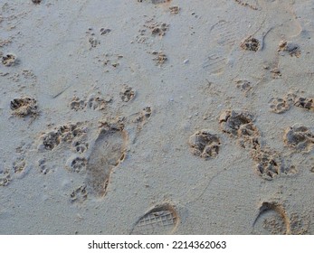 Paw Dog Cat Puppy Prints By The Beach And Sand Of Philippines South East Asia World Tropics