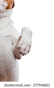 Paw Of A Dog , Isolated On White  Background 