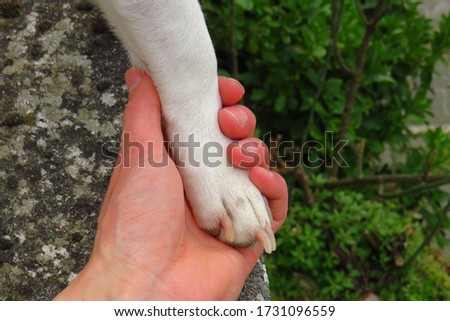 Paw of a dog in a man's hand. Friendship is long in life.