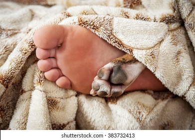 Paw And Foot Of Sleeping Dog And Its Owner In The Bed