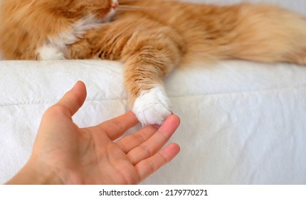 Paw Of Ginger Cat In The Hand Of Human On White Bed