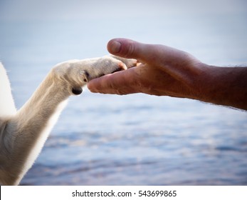 Paw In Hand,  Human Hand And Dog Paw