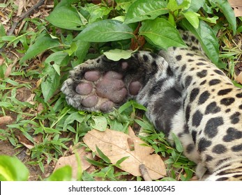 
Paw Of Jaguar (Panthera Onca) Felidae Family. Amazon Rainforest, Brazil
