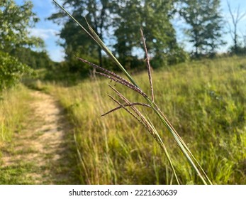 Paw Paw Prairie Fen - Mattawan, Michigan