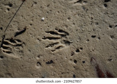 166 Raccoon tracks Stock Photos, Images & Photography | Shutterstock