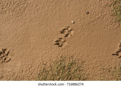 Paw Prints In Mud