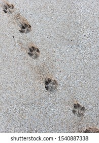 paw prints on a wet sandy beach