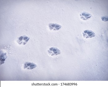 Paw Prints In Snow.