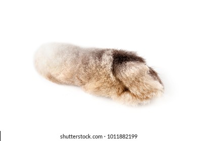 paw of rabbit isolated on white. Food ingredients - Shutterstock ID 1011882199