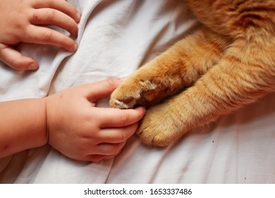 Paw of a red cat on a white background, on a white blanket. Red Cat. A child and a cat. Hands of baby and paws of a cat. - Shutterstock ID 1653337486