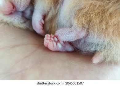 Paw Of The Sleeping Hamster Close-up