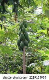 Paw Paw Tree, With Lots Of Fruit 