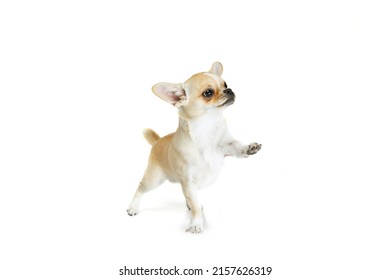 Paw Up. Studio Shot Of Cute Small Chihuhua Dog Walking Around, Posing In Motion Isolated Over White Background. Concept Of Animal Life, Breeds, Vet And Care. Copy Space For Ad, Text, Design