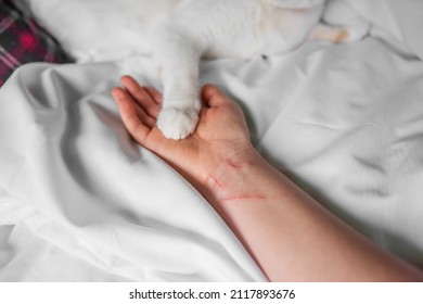 Paw Whitered Cat Lies On Violently Stock Photo 2117893676 | Shutterstock