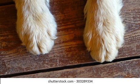 Paws Of A Big Dog On The Wooden Floor 