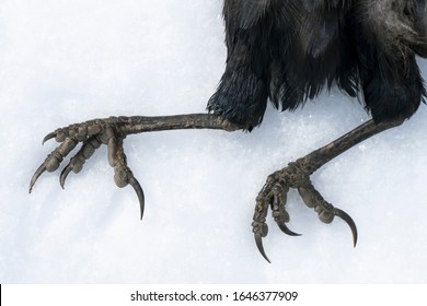 Paws of the Black Raven. Snow. Wild bird paws. Close-up. Raven's claws and skin. Dead bird. Dead wild raven in autumn. Feather texture. Bird flu. Grippus avium.
