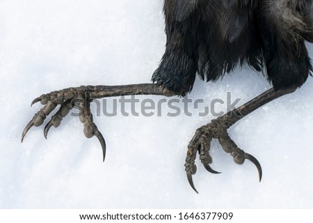 Paws of the Black Raven. Snow. Wild bird paws. Close-up. Raven's claws and skin. Dead bird. Dead wild raven in autumn. Feather texture. Bird flu. Grippus avium.