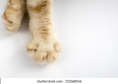 368,712 Cat paws Stock Photos, Images & Photography | Shutterstock