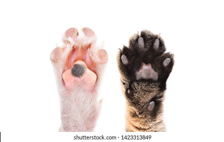 Paws of cat and dog together isolated on white background