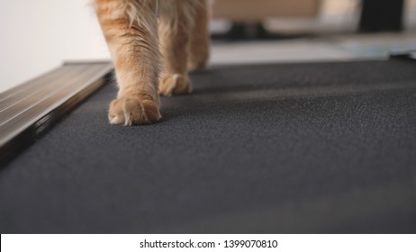 Paws of a cat, running on the treadmill.