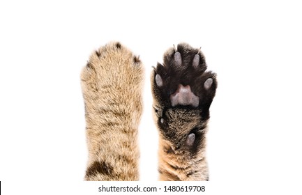 Paws of a cat Scottish Straight, closeup, top and bottom view, isolated on white background - Shutterstock ID 1480619708