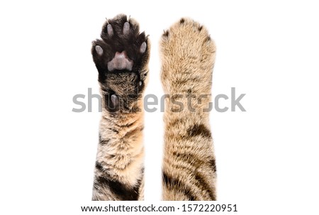 Paws of a cat Scottish Straight, isolated on white background, closeup