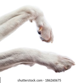 Paws Of A Dog , Isolated On White  Background 