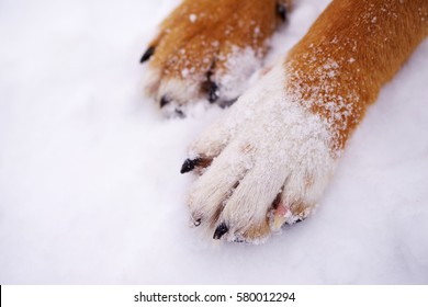 Paws Of A Dog On Snow.