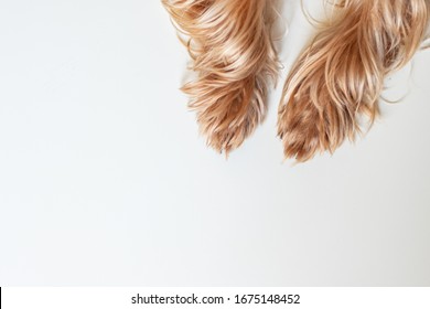 paws dog Yorkshire terrier on a white background close-up - Shutterstock ID 1675148452