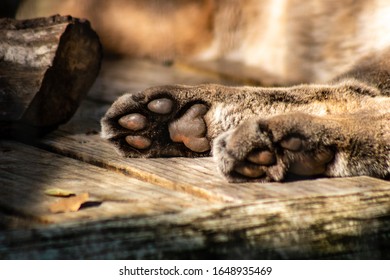 Paws Of A Florida Panther