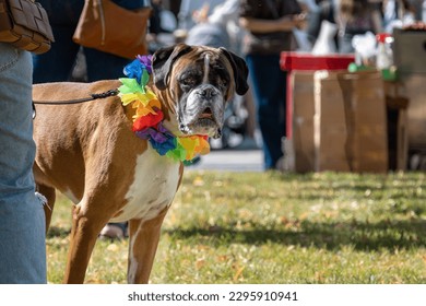 Paws for Pride: A Rainbow-Colored Dog at the Parade. Rainbow Collar Companion: A Dog Celebrates Diversity at Pride in Stockholm. Pride and Pooches: A Dog Marches with Rainbow Colors. Proud Pup.
