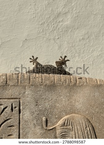 Paws of a small lizard on the background of a gray wal