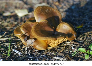 Paxillus Involutus