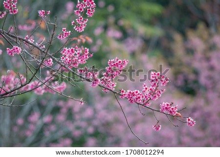 Similar – Spring flowers Environment