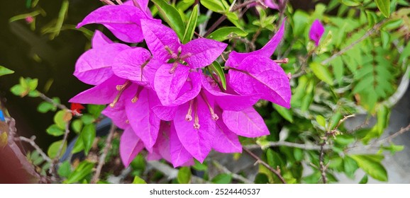 Payakumbuh. September 20th, 2024. A vibrant cluster of magenta bougainvillea flowers. The petals are papery and delicate, overlapping each other to create a full, rounded shape. - Powered by Shutterstock