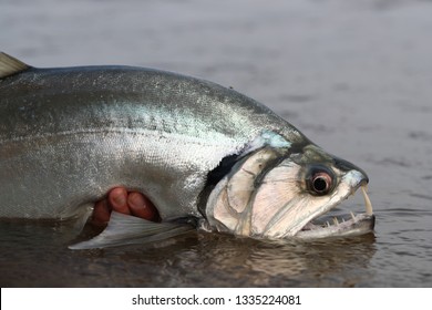 Payara Vampire Fish Orinoco River Colombia