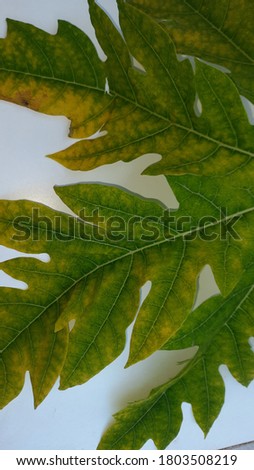 Payaya plant leaf closeup view greenyellow